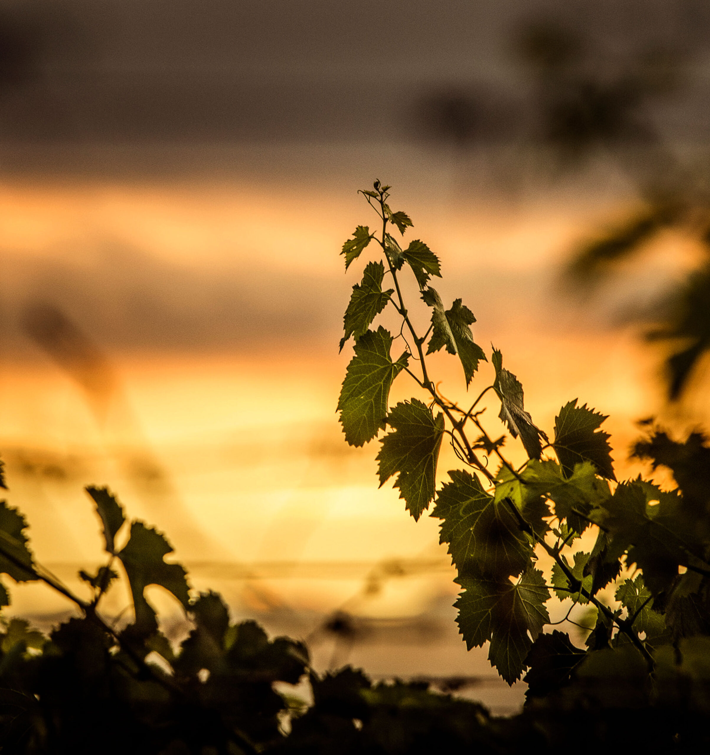 viñedo atardecer