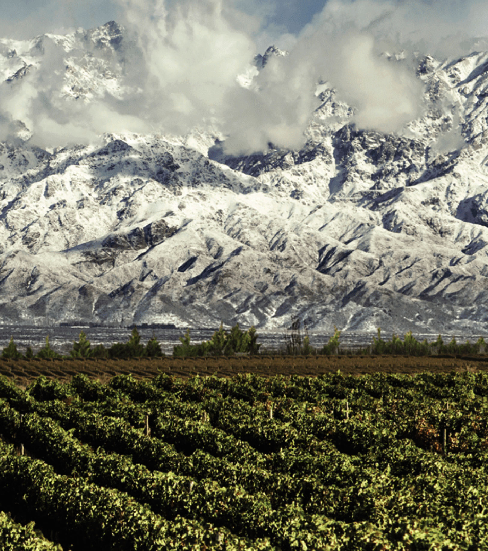 montañas nevadas y viñedos