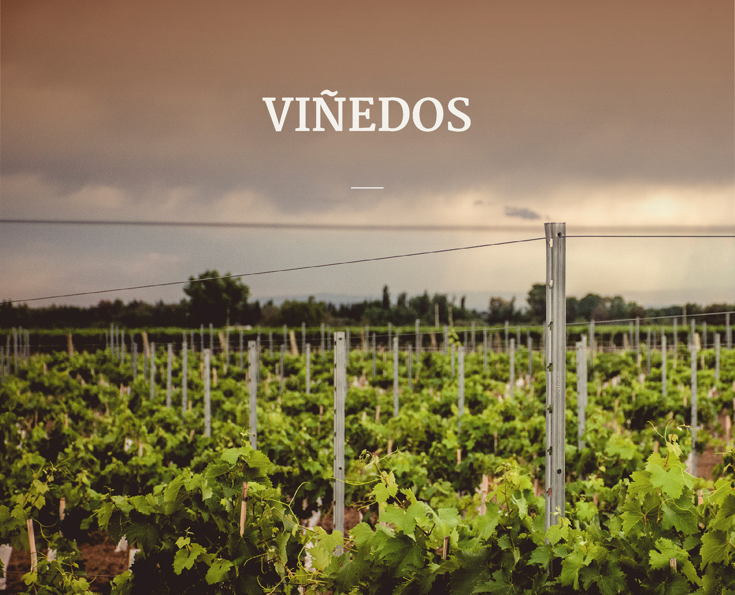 viñedos